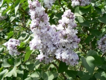 Maiya_2024_Almaty_MD_1