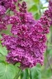 Marceau_ZB_1