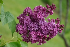 Marceau_ZB_2