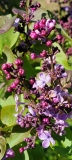 Marcie_Merlot_20210511_HP_MLD_1