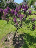 Marcie_Merlot_20220513_HP_MLD