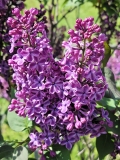 Marcie_Merlot_20220513_HP_MLD_2