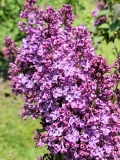 Marcie_Merlot_20220513_HP_MLD_3_1