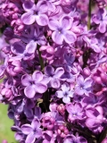 Marcie_Merlot_20220513_HP_MLD_4_1