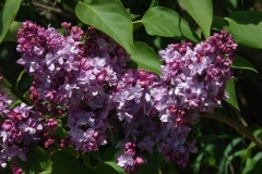 Marechal_de_Bassompierre_ZB_2