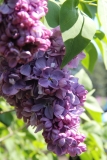 Marechal_Lannes_2015_LOSS_TP_5