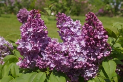 Marengo_CH_1