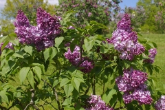 Marengo_CH_2