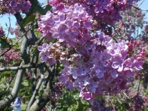 Margaret_Fenicchia_2003_HP_MM__DM