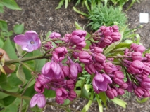 Margaret_Fenicchia_20190507_LP_MLD