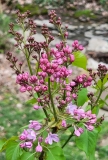 Margaret_Fenicchia_20210412_MLD_MLD_1