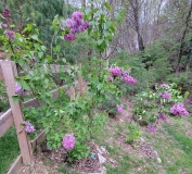 Margaret_Fenicchia_20220503_MLD_MLD_1
