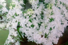 Maria (vulgaris)