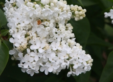 Marie_Finon_2012_Nancy_BG_TP_2