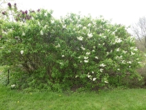 Marie_Finon_20180512_HA_MLD_6