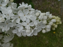 Marie_Finon_201906_MBG_MLD_2