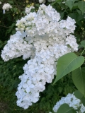 Marie_Finon_20240525_Vermont_JJM