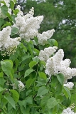 Marie_Finon_Minsk_TP_2