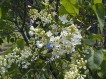 Marie_Legraye_2003_HP_M_M__DM_1