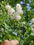 Marie_Legraye_20170523_RBG_MLD_3