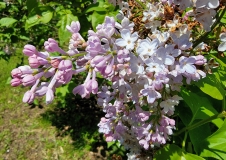 Marlyensis_Pallida_20210511_HP_MLD_1
