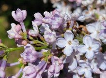 Marlyensis_Pallida_20210511_HP_MLD_2