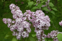Marlyensis_Pallida_CH