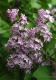 Marlyensis_Pallida_ZB_2