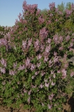 Marlyensis_Pallida_ZB_4