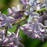 Marlyensis_2019_LM_CF