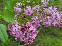 Marlyensis_Violacea_20210511_HP_MLD_1
