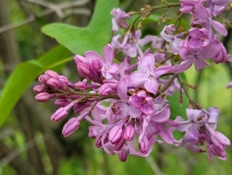 Marlyensis_Violacea_20210511_HP_MLD_2