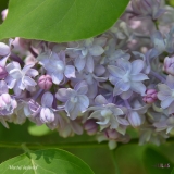 Marshal_Vasilevskii_2019_LM_CF