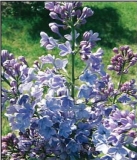 Martha_Stewart_2007_HP_KM
