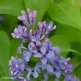 Martha_Stewart_2019_LM_CF
