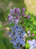 Martha_Stewart_20220528_KA_MLD_2