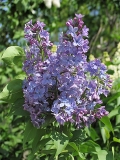 Martha_Stewart_CH