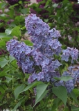 Martha_Stewart_TRD_TP_11
