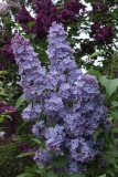 Martha_Stewart_TRD_TP_12