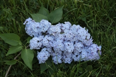 Martha_Stewart_TRD_TP_14
