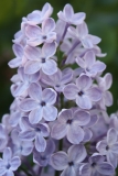 Martha_Stewart_TRD_TP_3