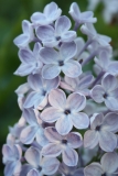 Martha_Stewart_TRD_TP_4