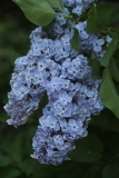 Martha_Stewart_TRD_TP_5