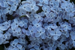 Martha_Stewart_TRD_TP_6