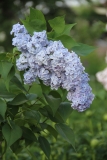 Martha_Stewart_TRD_TP_7
