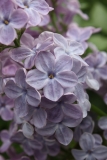 Martha_Stewart_TRD_TP_8