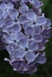 Martha_Stewart_TRD_TP_9