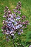 Martha_Stewart_ZB