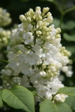 Martha_Main_BG_TP_3