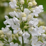 Martine_2019_LM_CF